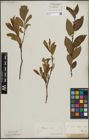Foto von Salix lapponum L. x Salix silesiaca Willd.